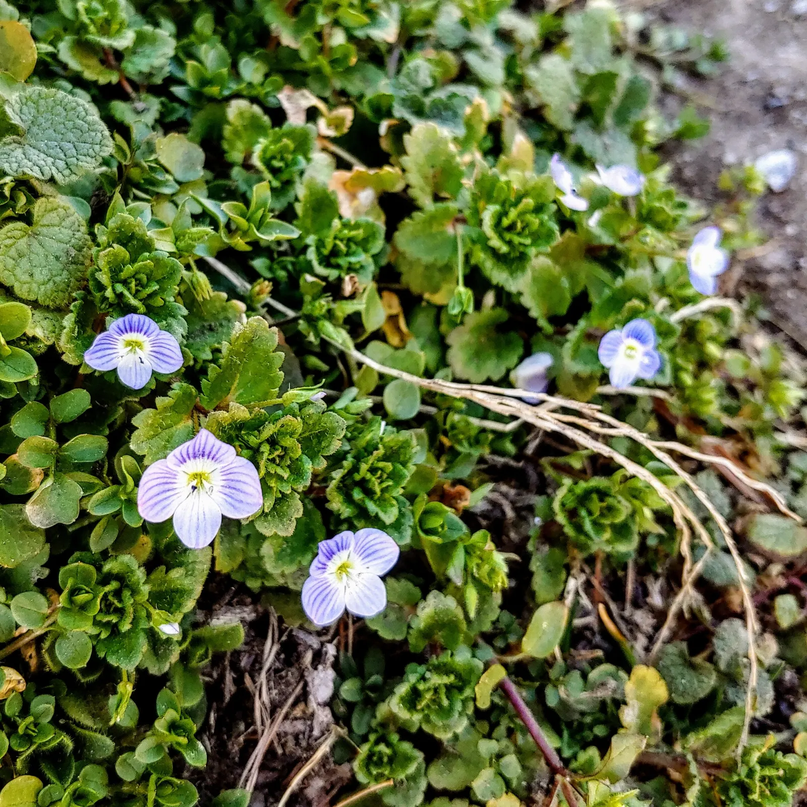 Speedwell (Veronica Repens) — Speedwell (Veronica repens) is a low-growing, mat-forming perennial; ideally suited for ground cover or between stepping stones