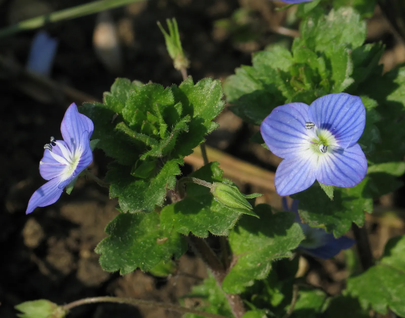 Speedwell (Veronica Repens) — The bloom period lasts for several weeks; requiring little care while providing an extended season of visual interest, image 156