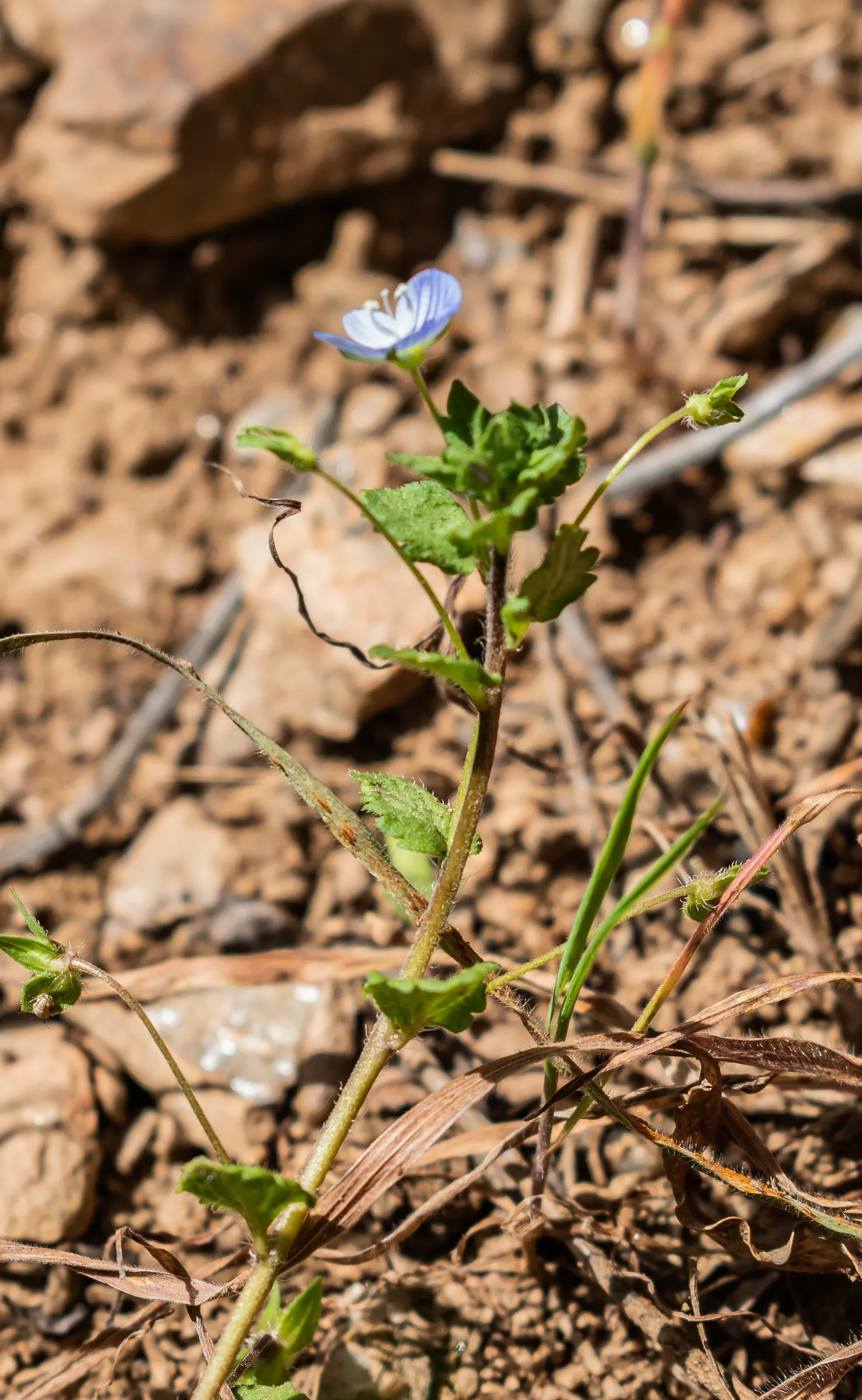 Speedwell (Veronica Repens) — Flowers are a soft blue to lavender hue; with a spreading habit that can extend outwards to 12 to 18 inches, image 126