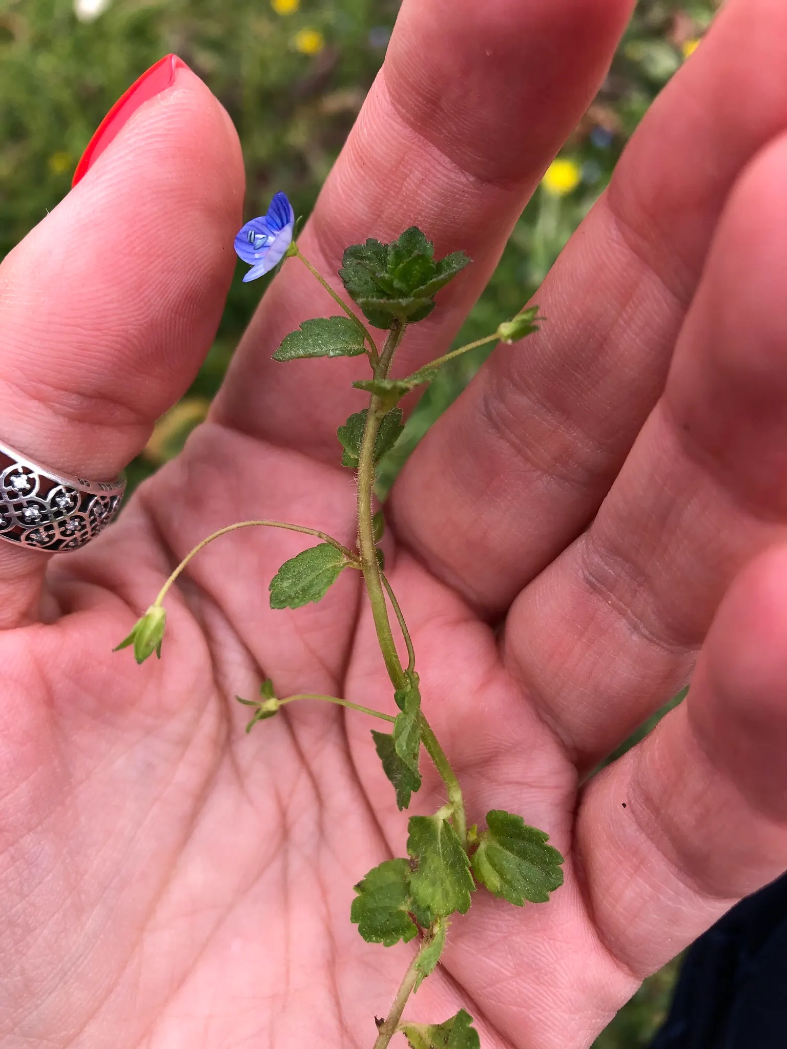 Speedwell (Veronica Repens) — ground cover with white blooms; making it an excellent choice for a variety of landscape designs
