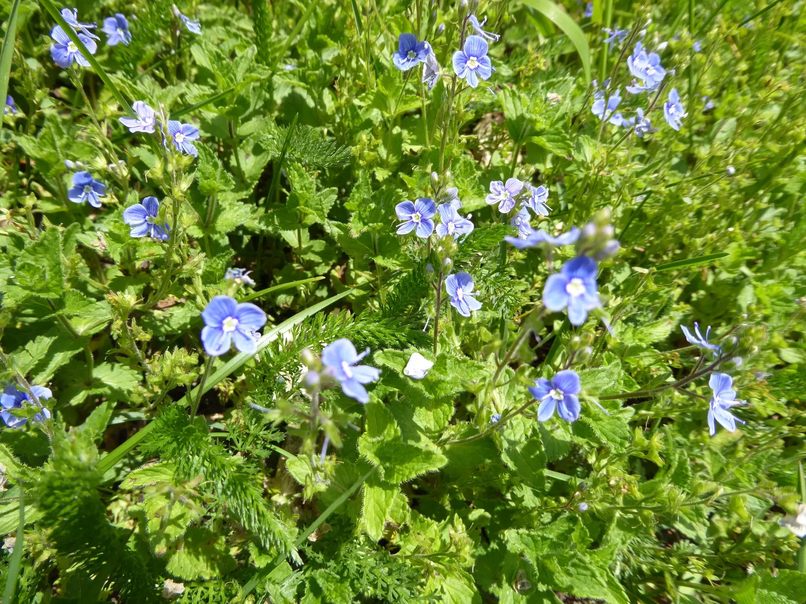 Speedwell (Veronica Repens) — the Veronica repens will be a charming and dependable component of their garden; requiring little care while, image 164