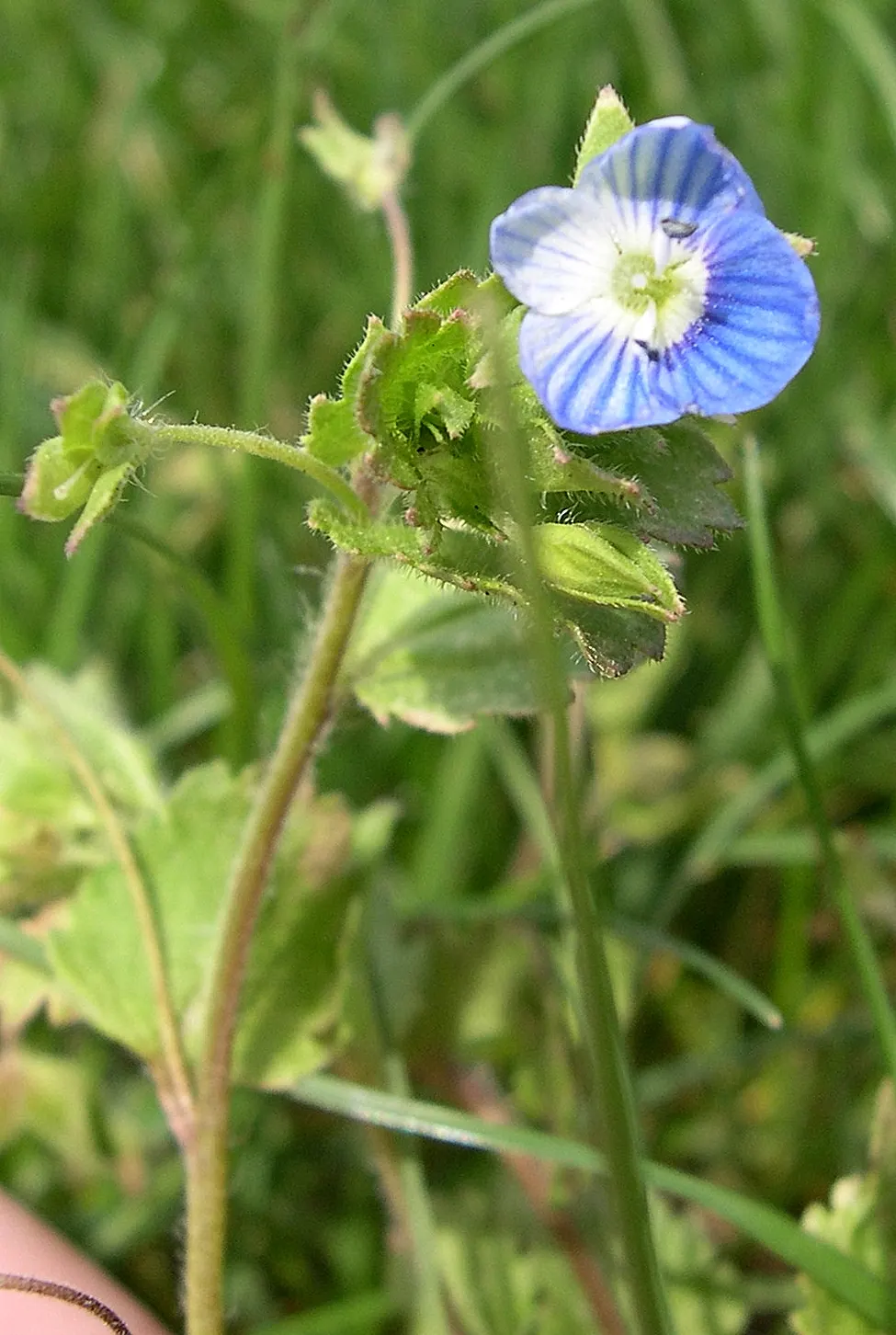 Speedwell (Veronica Repens) — ground cover for full; requiring little care while providing an extended season of visual interest