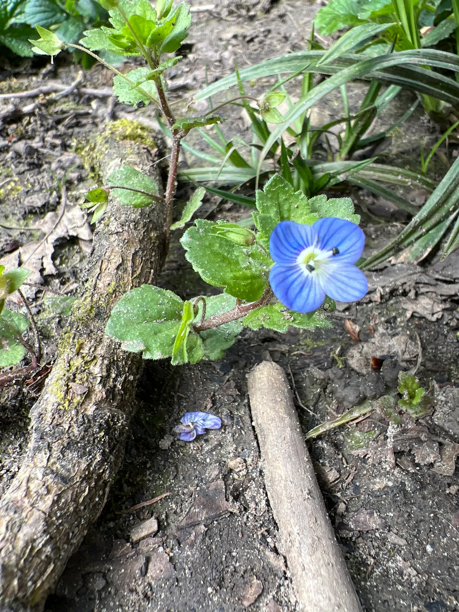 Speedwell (Veronica Repens) — requiring little care while providing an extended season of visual interest; ideally suited for ground cover or, image 137
