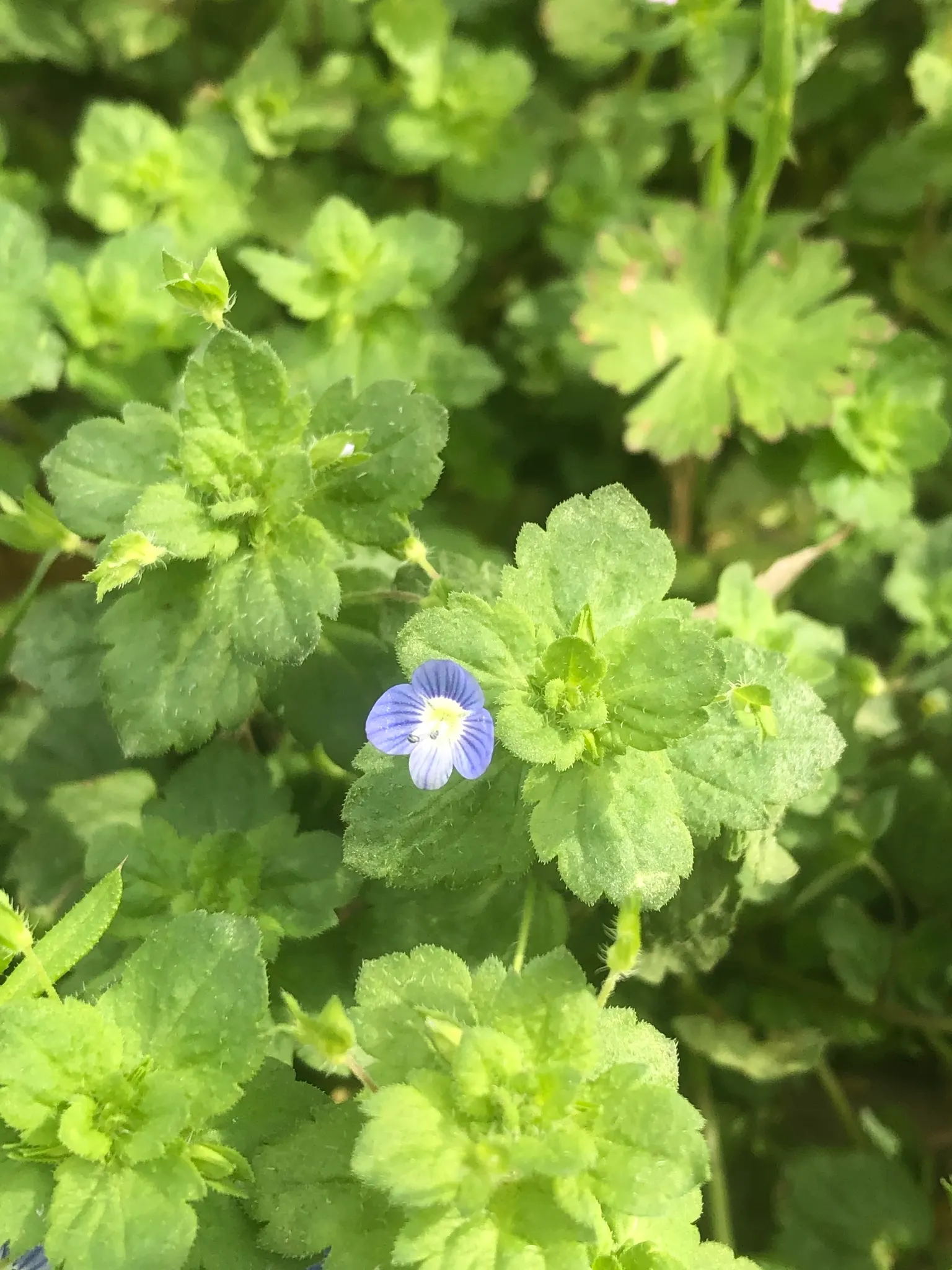 Speedwell (Veronica Repens) — Flowers are a soft blue to lavender hue