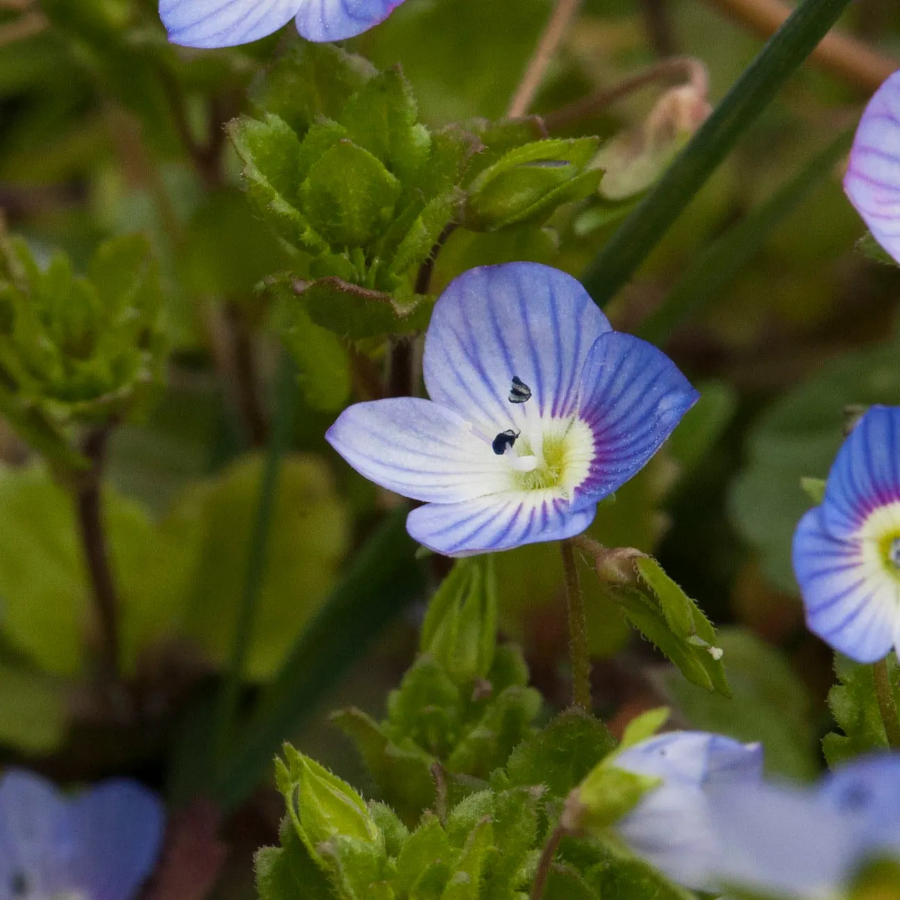 Speedwell (Veronica Repens) — fill in between stepping stones; with a spreading habit that can extend outwards to 12 to 18 inches, image 78