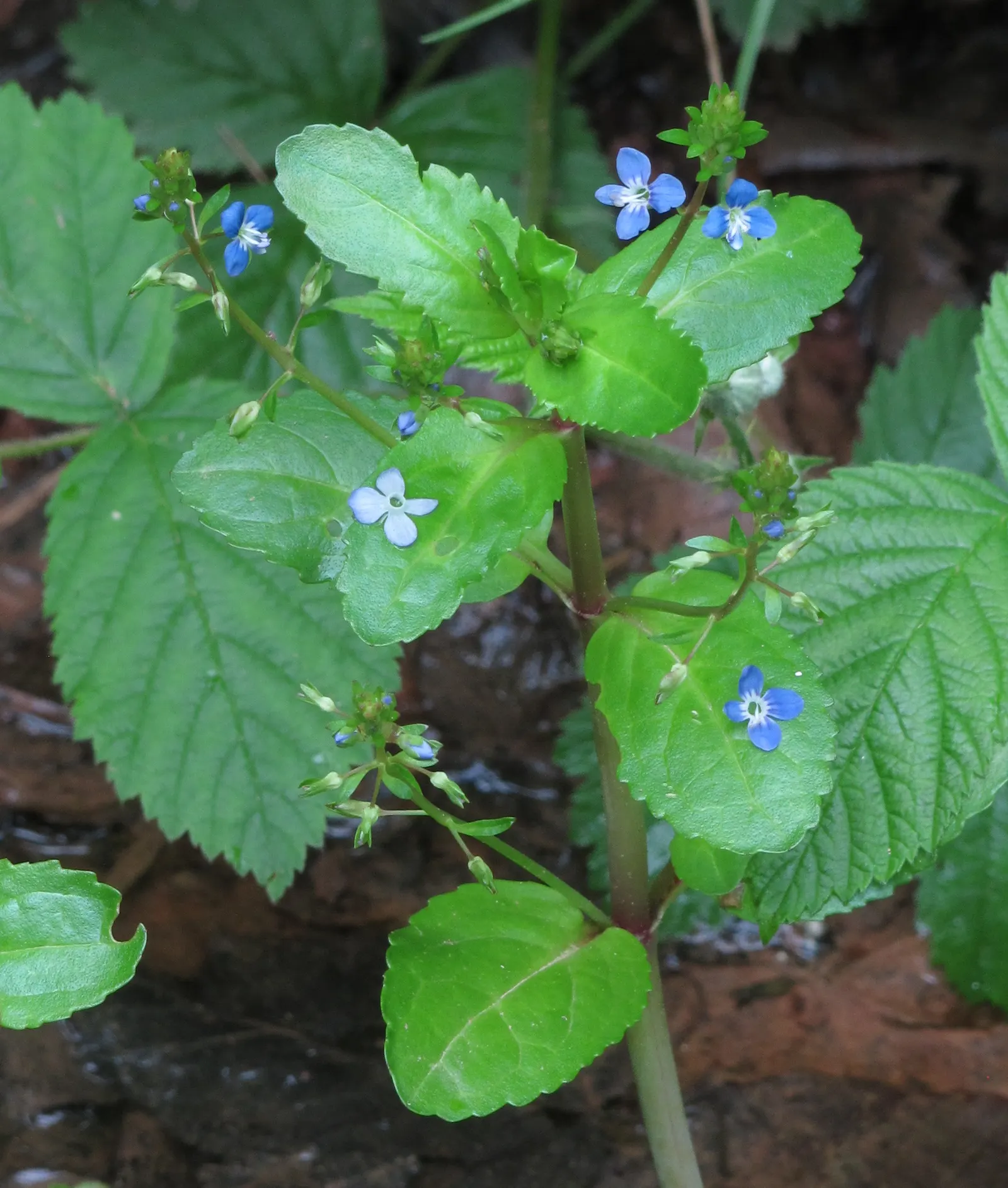 Speedwell (Veronica Repens) — Thriving in USDA zones 6-9, it prefers full sun to partial shade and well-draining soil; with a spreading habit that, image 118