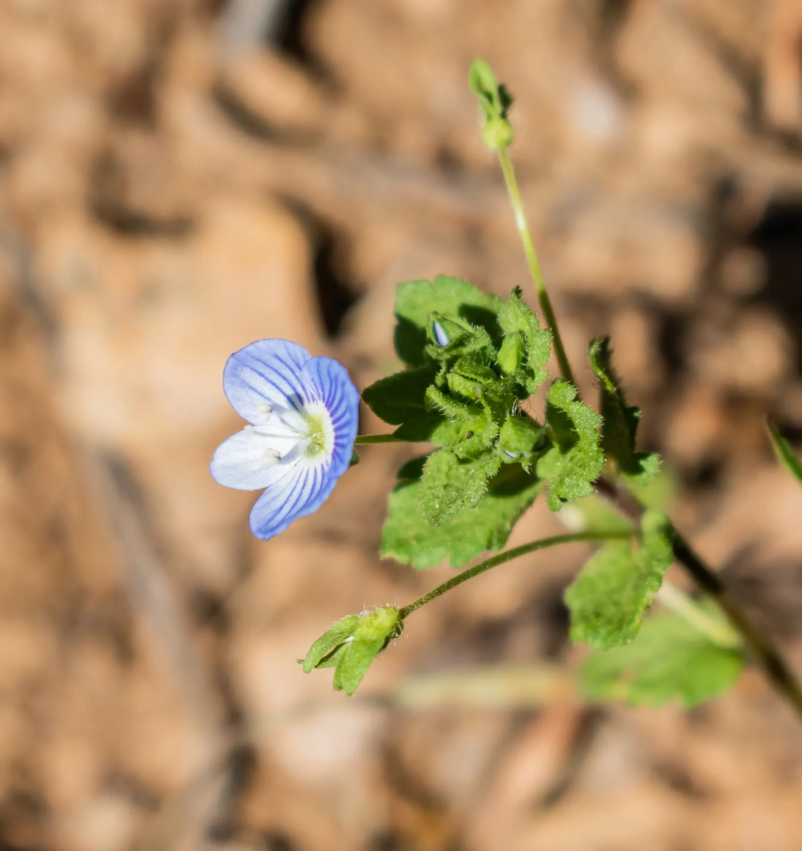 Speedwell (Veronica Repens) — Speedwell (Veronica repens) is a low-growing, mat-forming perennial