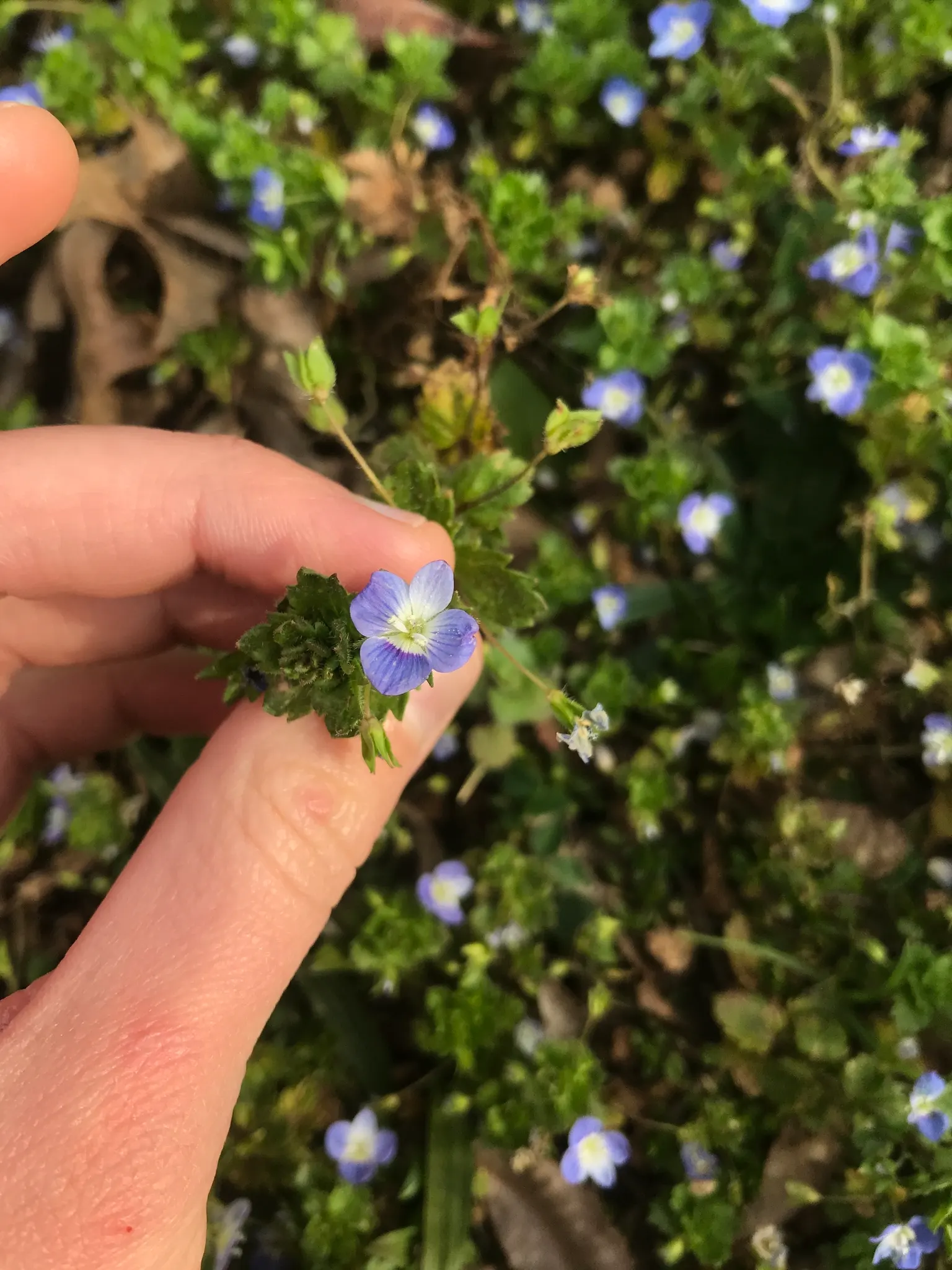 Speedwell (Veronica Repens) — spreading 12-18 inches wide; making it an excellent choice for a variety of landscape designs, image 143