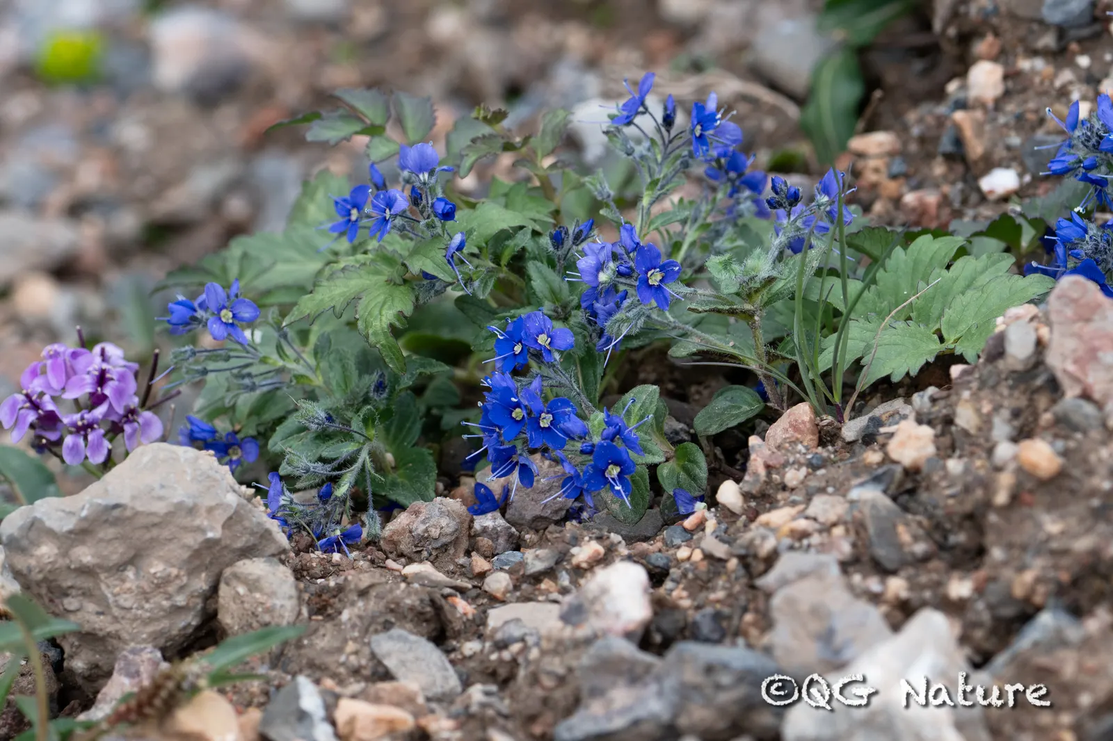 Speedwell (Veronica Repens) — Drought-tolerant once established and requires minimal maintenance; making it an excellent choice for a variety of landscape