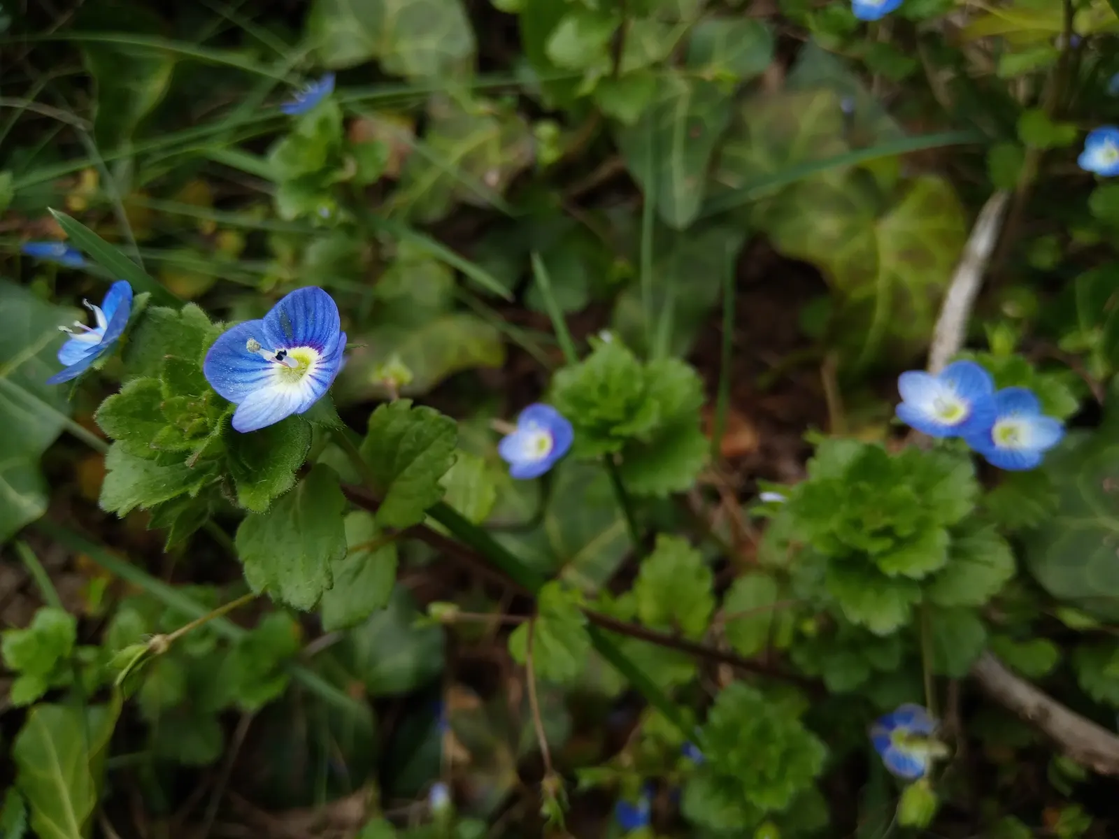 Speedwell (Veronica Repens) — Small, delicate sky-blue flowers bloom in spring, adding a subtle splash of color; ideally suited for ground cover or, image 117
