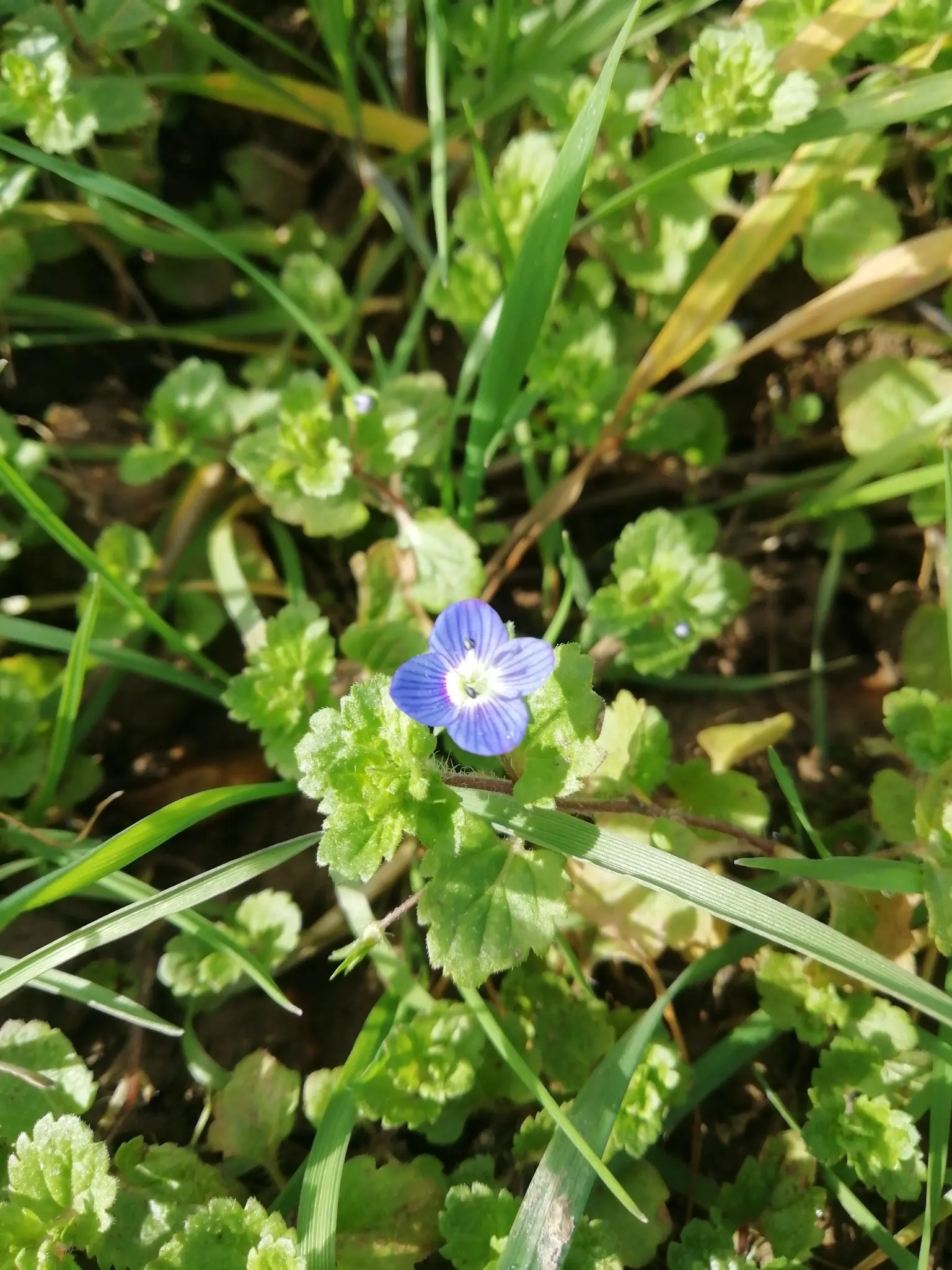 Speedwell (Veronica Repens) — the Veronica repens will be a charming and dependable component of their garden; requiring little care while providing an