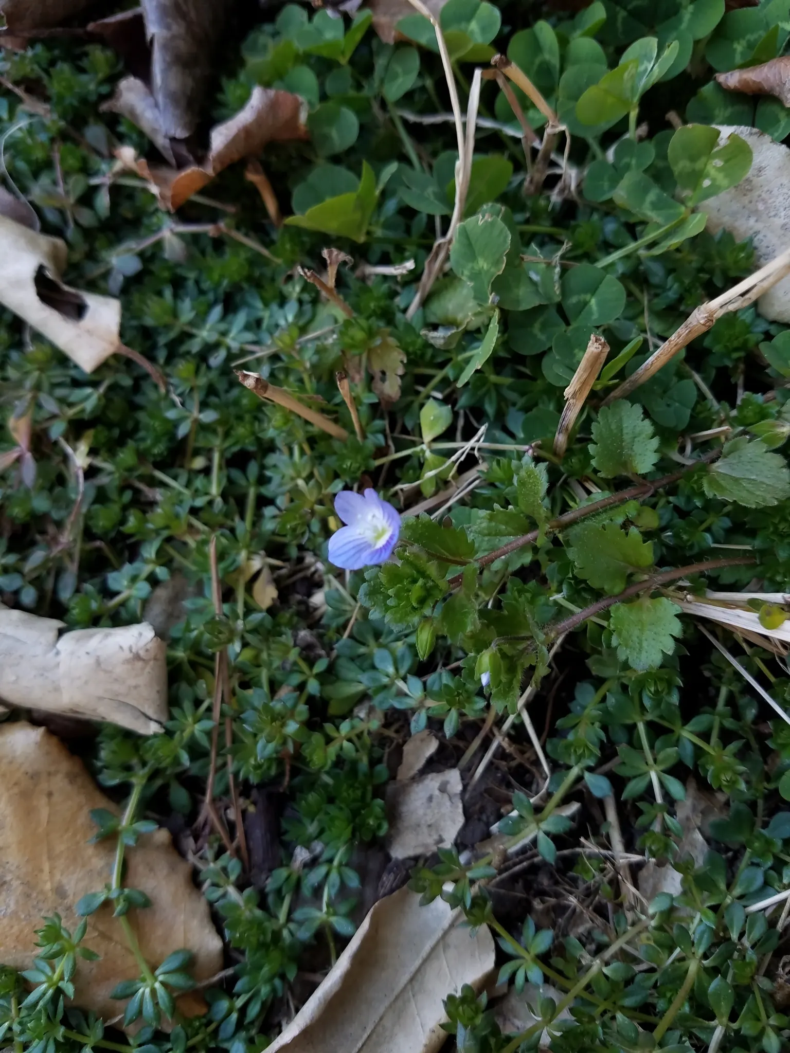 Speedwell (Veronica Repens) — Small, delicate sky-blue flowers bloom in spring, adding a subtle splash of color; ideally suited for ground cover or, image 89