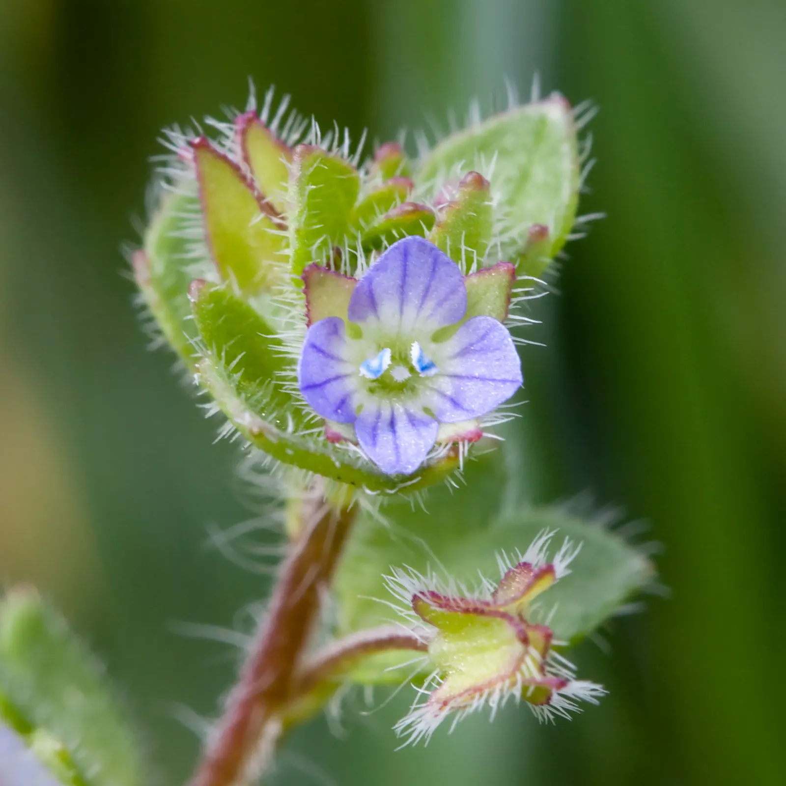 Speedwell (Veronica Repens) — Speedwell offers a beautiful and practical solution for ground coverage; requiring little care while providing an, image 104