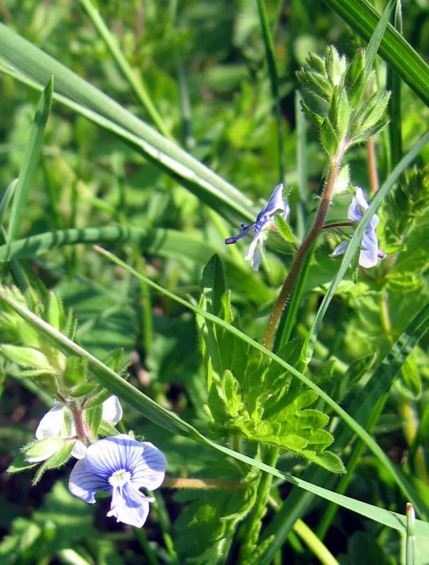 Speedwell (Veronica Repens) — making it an excellent choice for a variety of landscape designs; with a spreading habit that can extend outwards to, image 74