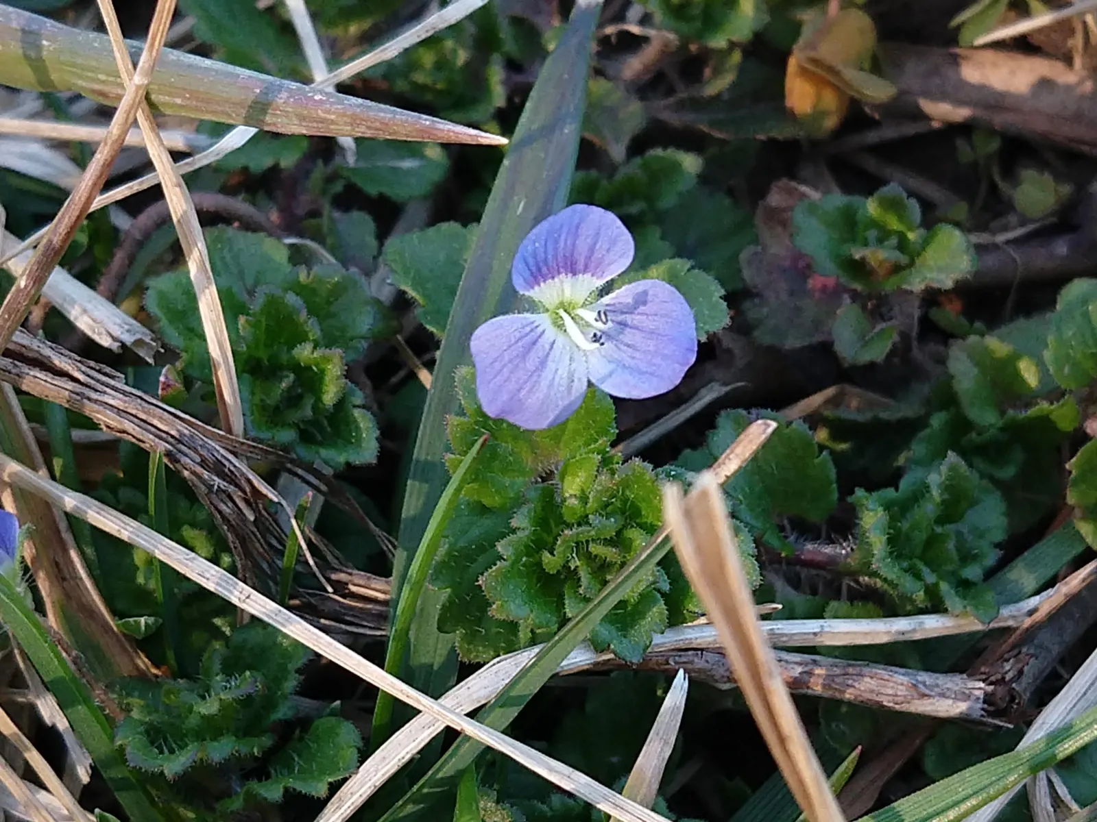 Speedwell (Veronica Repens) — requiring little care while providing an extended season of visual interest; ideally suited for ground cover or, image 81