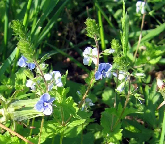 Speedwell (Veronica Repens) — This plant requires minimal maintenance; making it an excellent choice for a variety of landscape designs, image 75