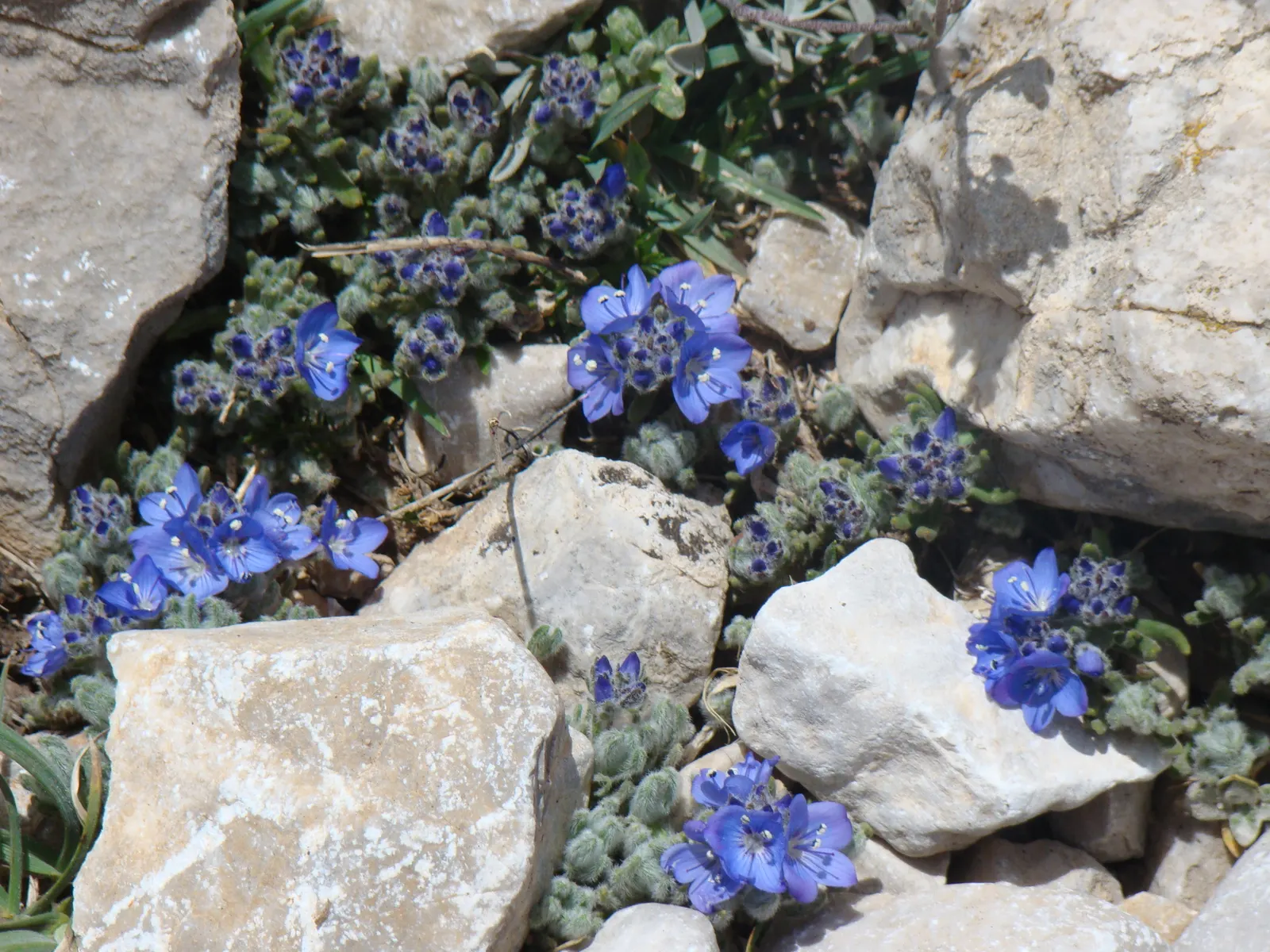 Speedwell (Veronica Repens) — the Veronica repens will be a charming and dependable component of their garden
