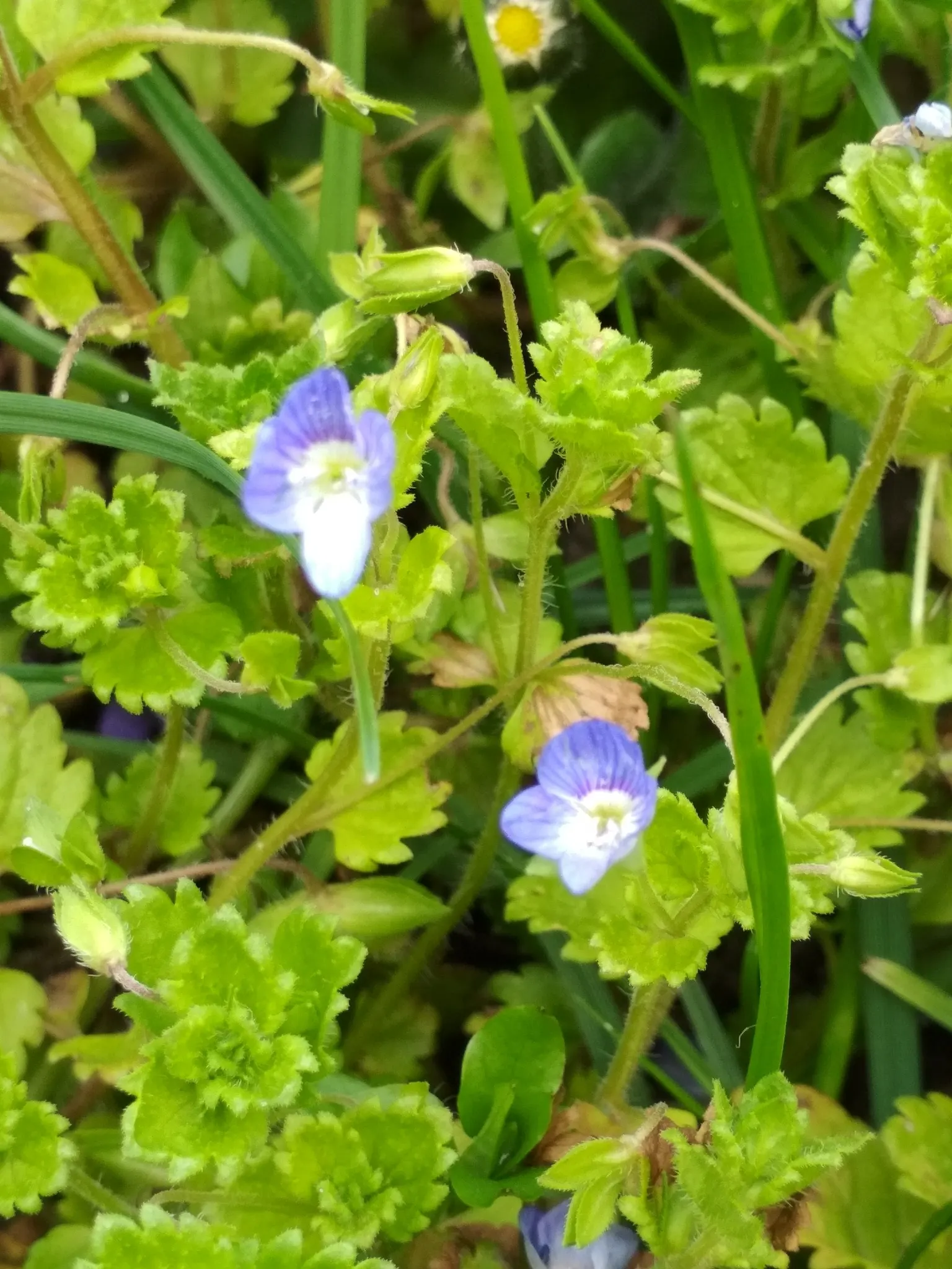 Speedwell (Veronica Repens) — white flowers in the garden; with a spreading habit that can extend outwards to 12 to 18 inches, image 82