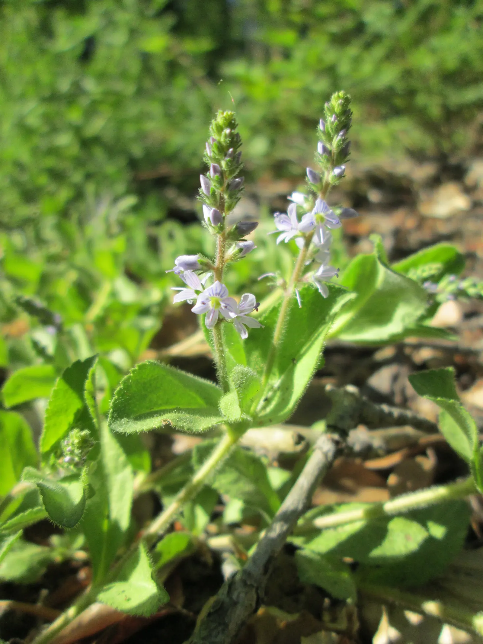 Speedwell (Veronica Repens) — making it an excellent choice for a variety of landscape designs; with a spreading habit that can extend outwards to 12 to 18