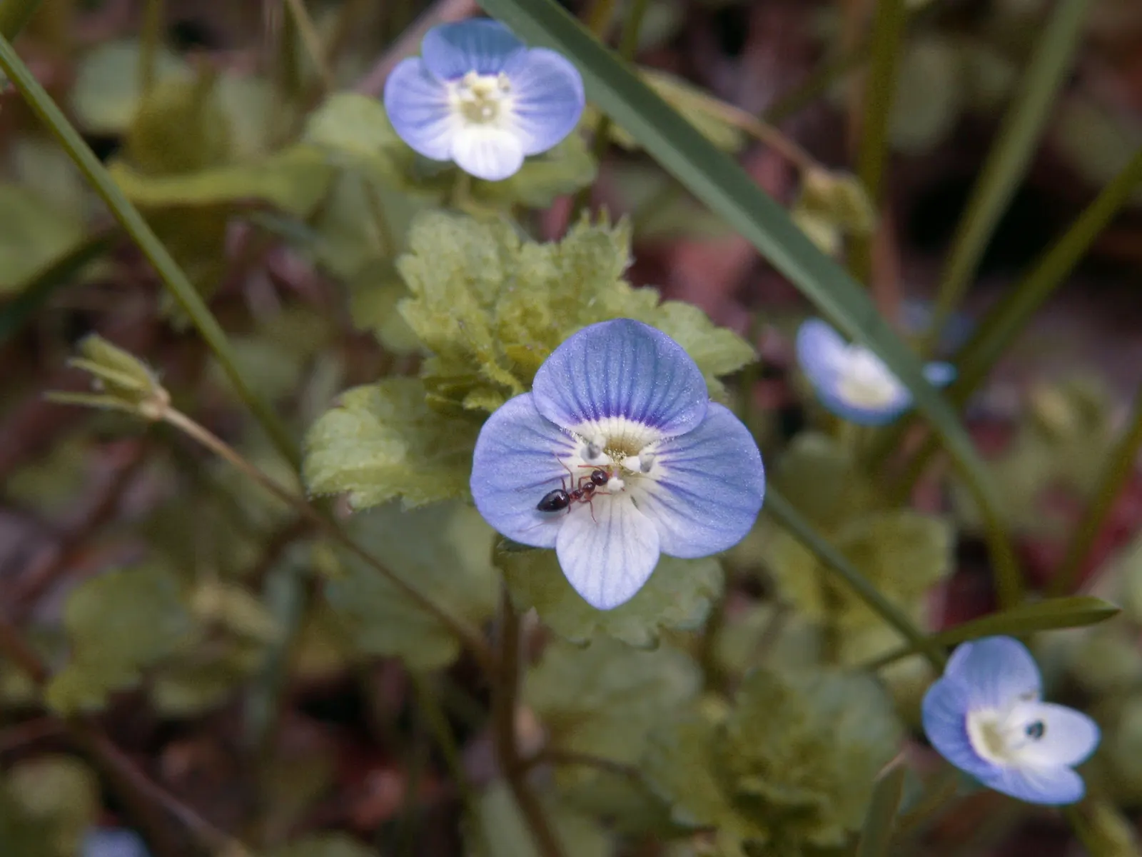 Speedwell (Veronica Repens) — spreading 12-18 inches wide