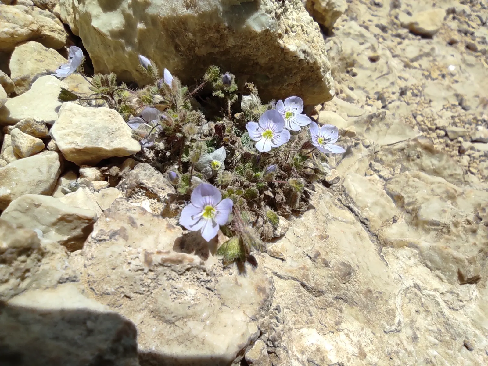 Speedwell (Veronica Repens) — This plant requires minimal maintenance