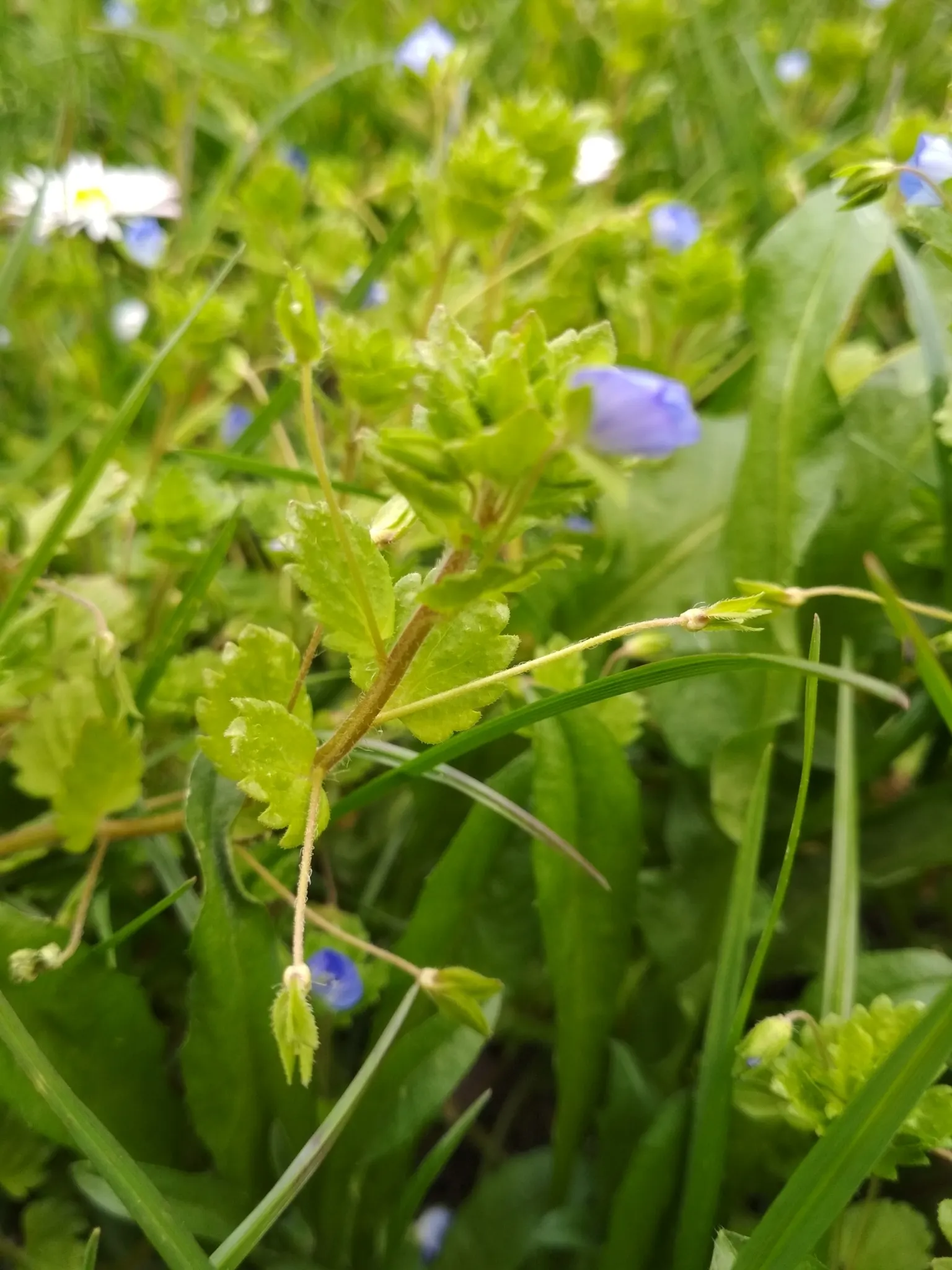 Speedwell (Veronica Repens) — This low-growing plant typically reaches heights of about 1 to 2 inches; with a spreading habit that can extend, image 66