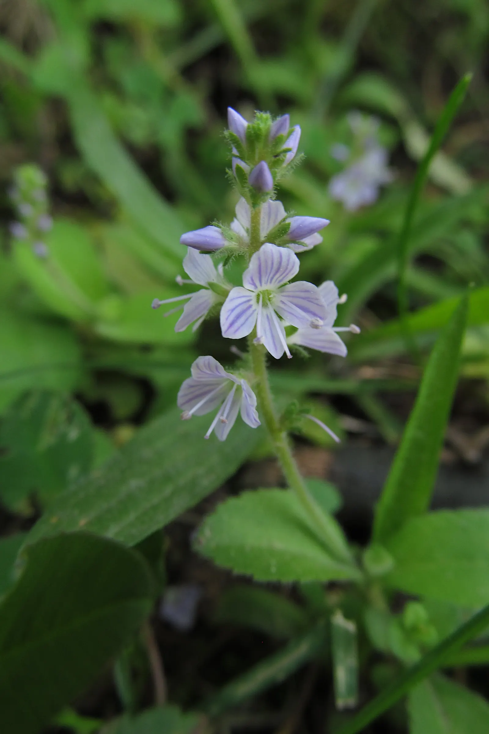 Speedwell (Veronica Repens) — requiring little care while providing an extended season of visual interest