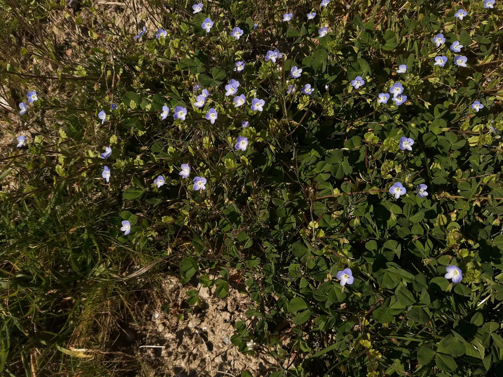 Speedwell (Veronica Repens) — Thriving in USDA zones 6-9, it prefers full sun to partial shade and well-draining soil; with a spreading habit that can extend