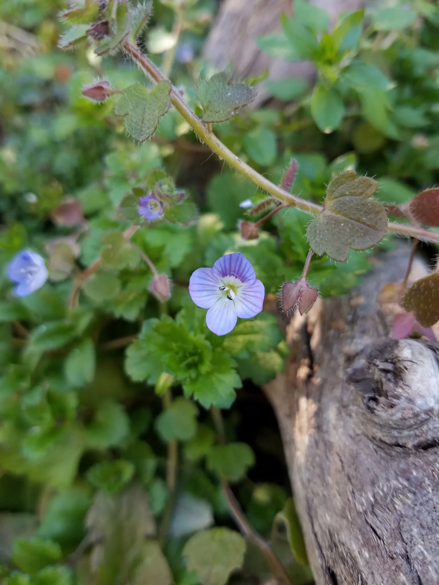 Speedwell (Veronica Repens) — green foliage reaches a height of 1-2 inches