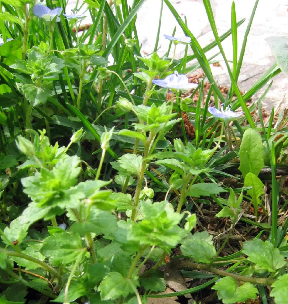 Speedwell (Veronica Repens) — This low-growing plant typically reaches heights of about 1 to 2 inches; with a spreading habit that can extend, image 94