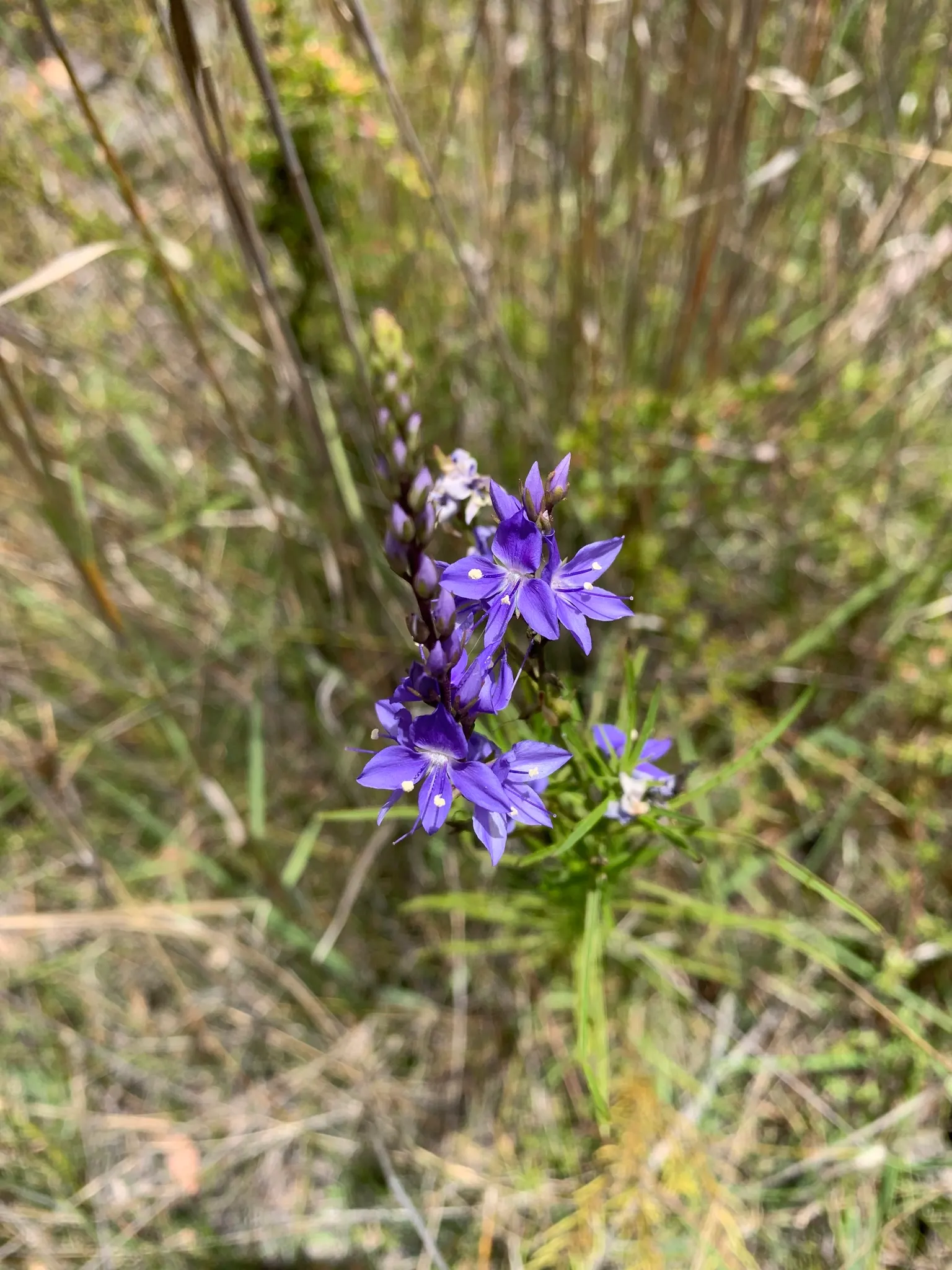 Speedwell (Veronica Repens) — It is versatile enough to tolerate partial shade or full sun; ideally suited for ground cover or between stepping stones