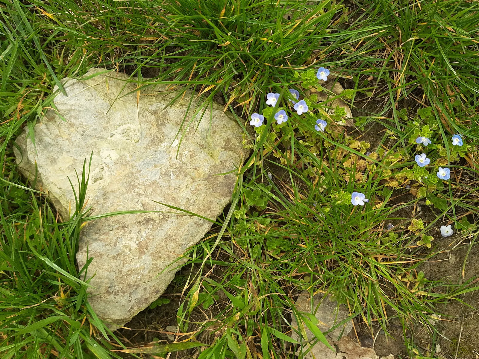 Speedwell (Veronica Repens) — Drought-tolerant once established and requires minimal maintenance; making it an excellent choice for a variety of, image 63