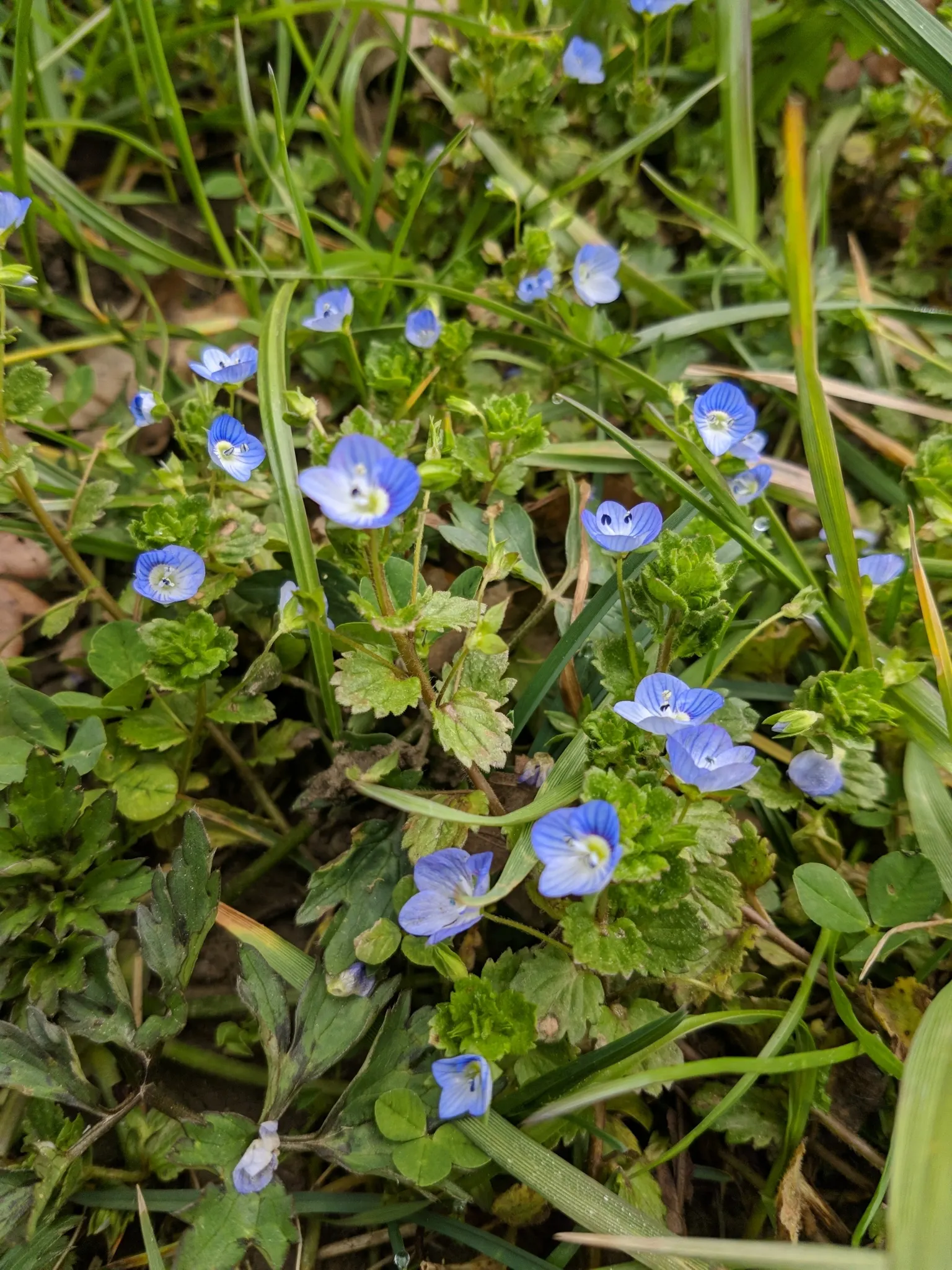 Speedwell (Veronica Repens) — or blanket slope areas where erosion control is desired; making it an excellent choice for a variety of landscape, image 107