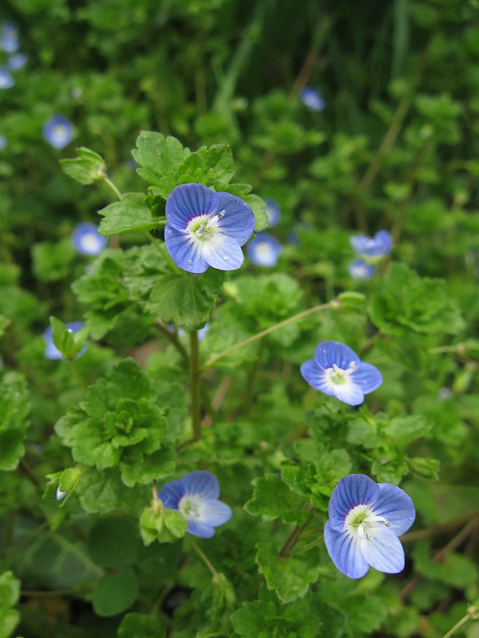 Speedwell (Veronica Repens) — ideally suited for ground cover or between stepping stones; requiring little care while providing an extended season, image 60