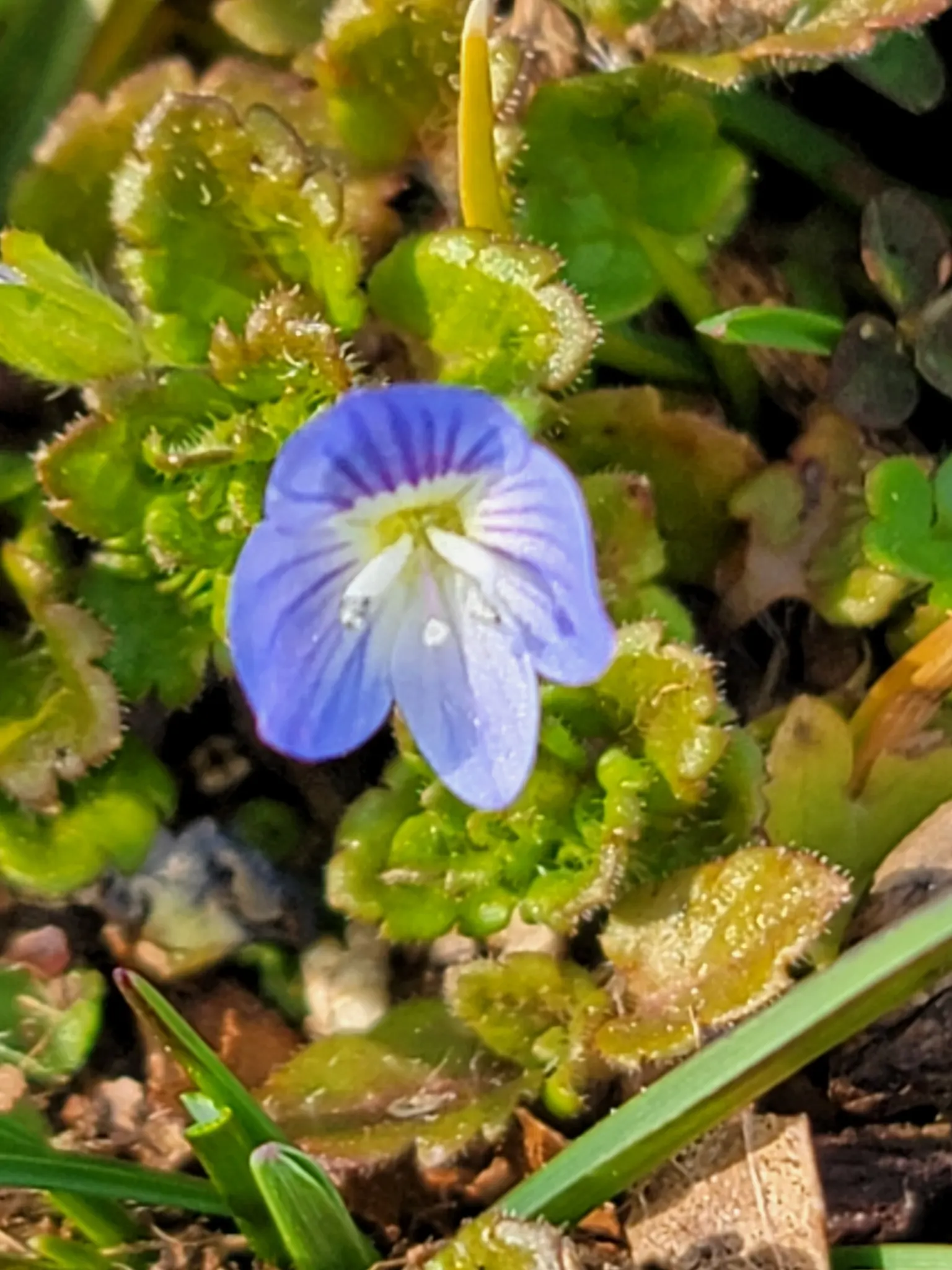 Speedwell (Veronica Repens) — This low-growing plant typically reaches heights of about 1 to 2 inches; with a spreading habit that can extend, image 150