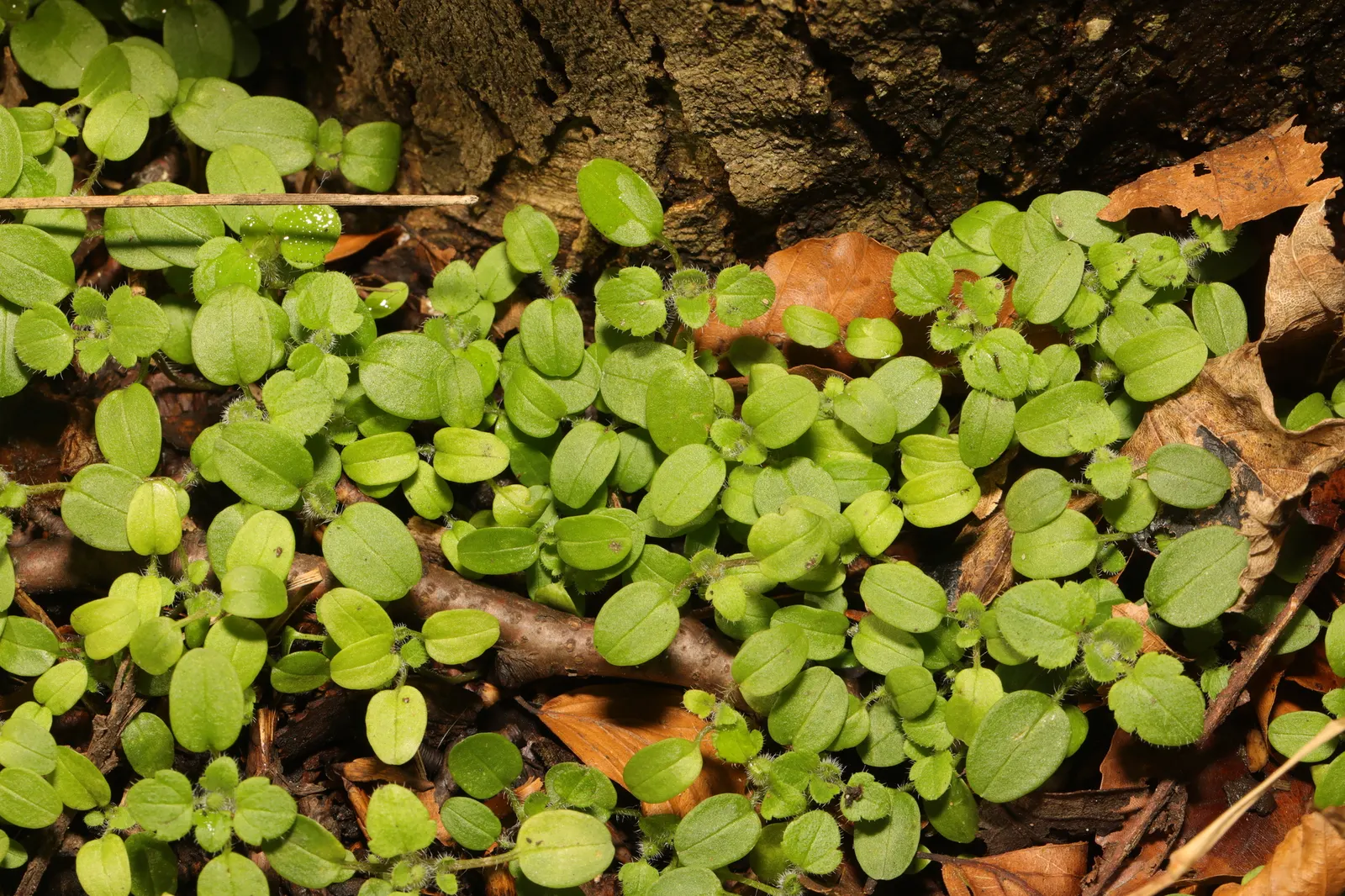 Speedwell (Veronica Repens) — scientifically referred to as Veronica repens