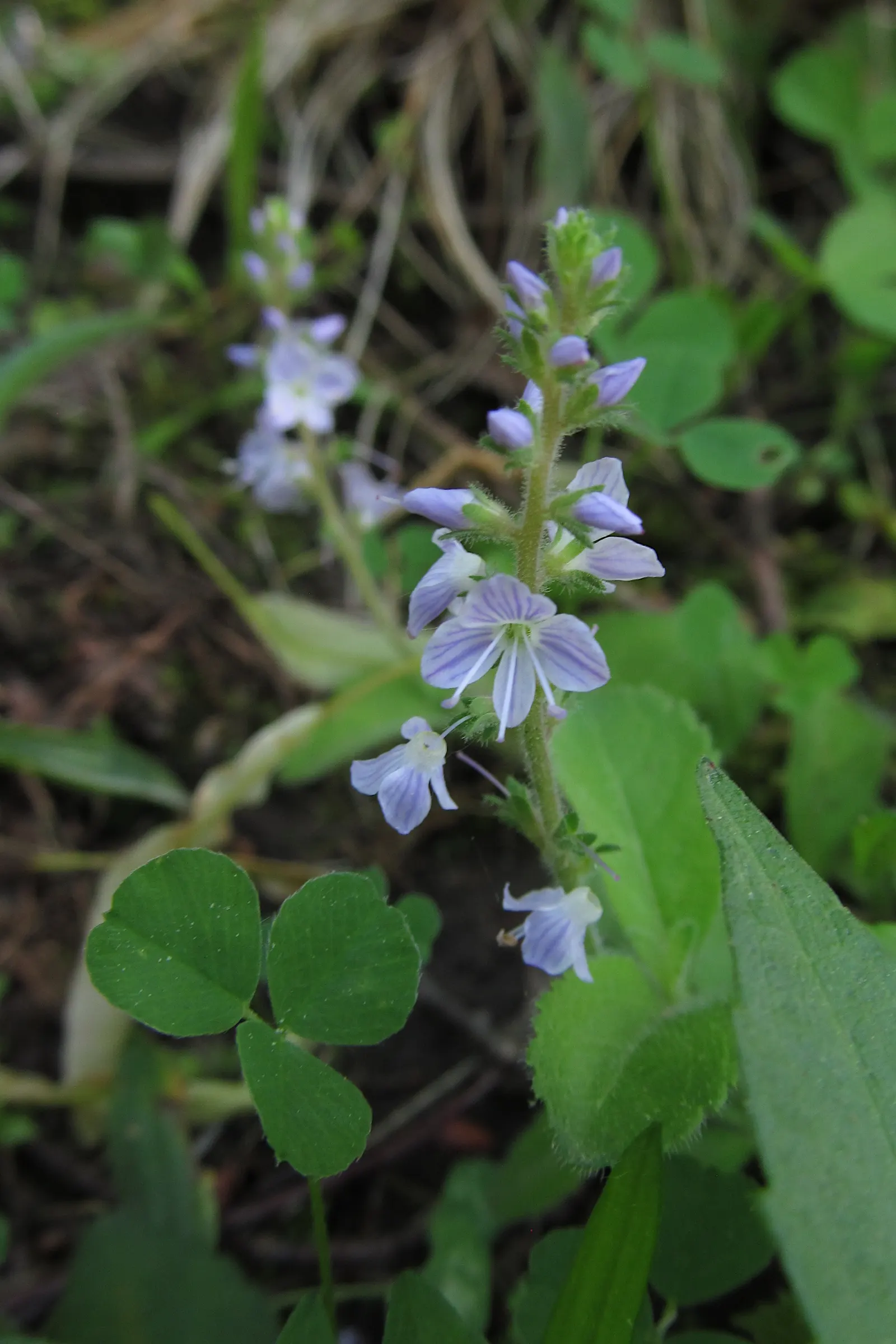 Speedwell (Veronica Repens) — Speedwell offers a beautiful and practical solution for ground coverage; requiring little care while providing an, image 160
