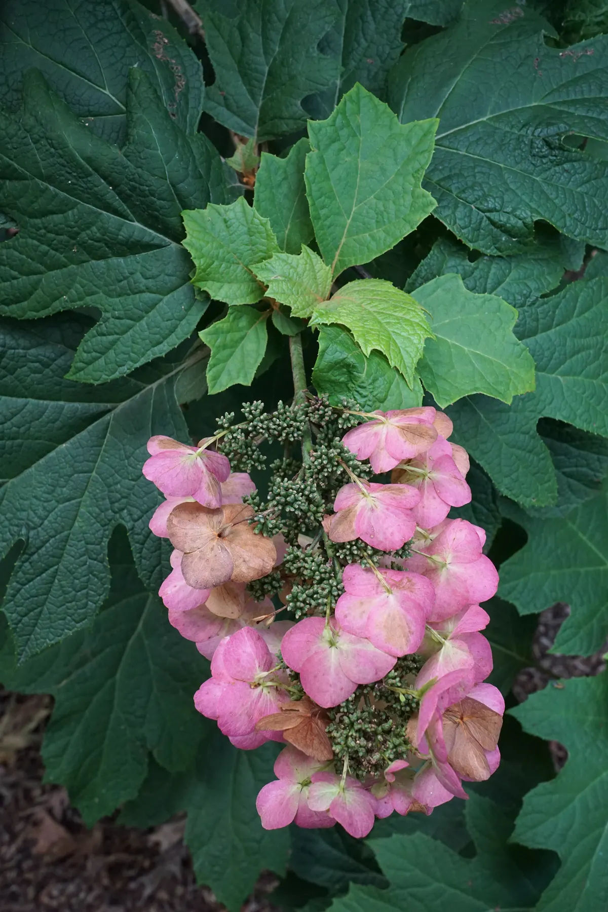 Snow Queen Oak Leaf Hydrangea (Hydrangea Quercifolia 'Snow Queen') — white flowers in the garden