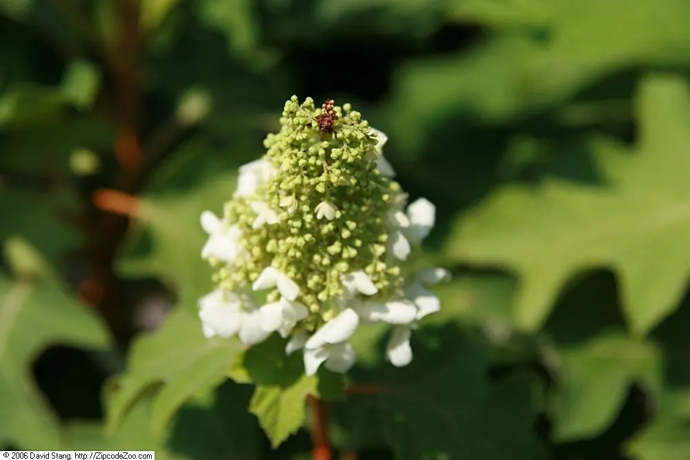 Snow Queen Oak Leaf Hydrangea (Hydrangea Quercifolia 'Snow Queen') — creating spectacular seasonal interest