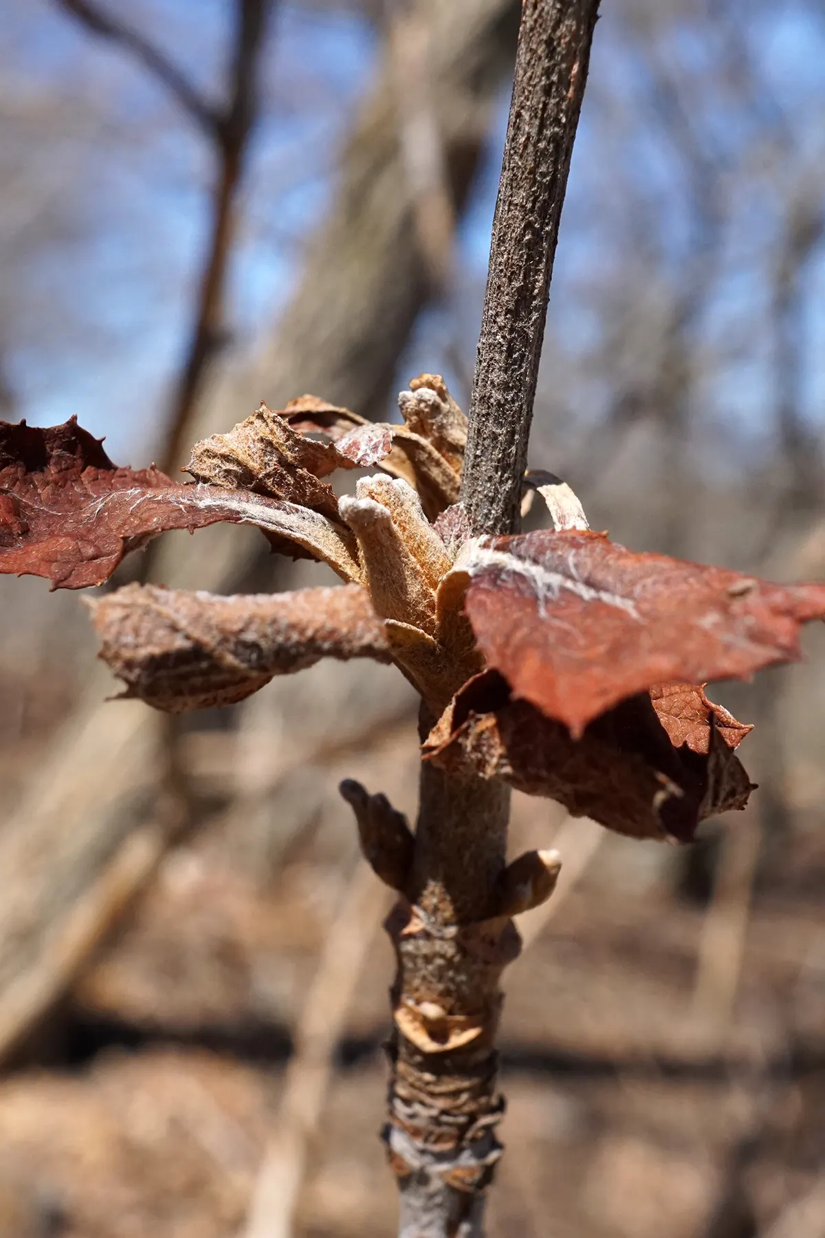 Snow Queen Oak Leaf Hydrangea (Hydrangea Quercifolia 'Snow Queen') — shrub with white blooms