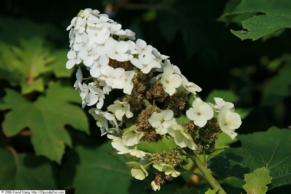 Snow Queen Oak Leaf Hydrangea (Hydrangea Quercifolia 'Snow Queen') — commonly referred to as the Snow Queen Oakleaf Hydrangea