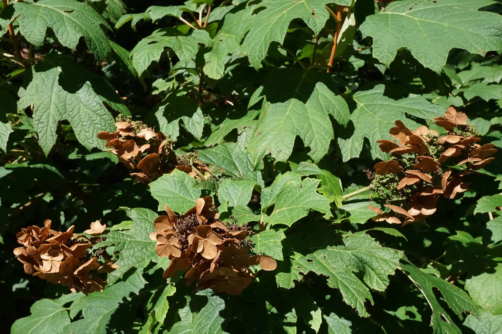 Snow Queen Oak Leaf Hydrangea (Hydrangea Quercifolia 'Snow Queen') — The Hydrangea quercifolia 'Snow Queen' is a visually striking deciduous shrub