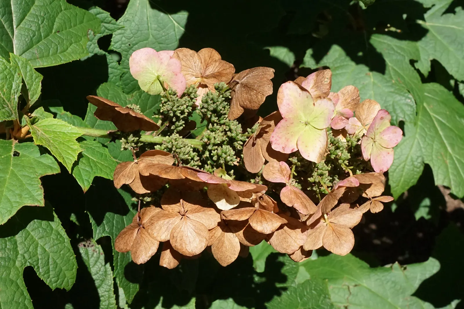 Snow Queen Oak Leaf Hydrangea (Hydrangea Quercifolia 'Snow Queen') — shaped like that of an oak tree