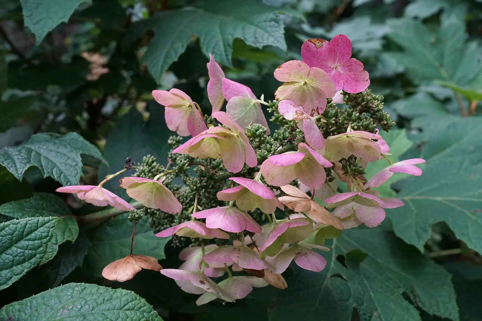 Snow Queen Oak Leaf Hydrangea (Hydrangea Quercifolia 'Snow Queen') — oak-like leaves and elongated clusters of white flowers that bloom in summer; with a