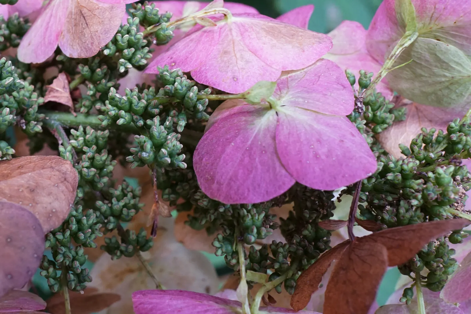 Snow Queen Oak Leaf Hydrangea (Hydrangea Quercifolia 'Snow Queen') — vertical accent for gardens