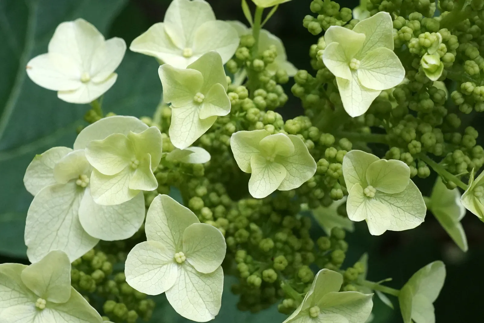 Snow Queen Oak Leaf Hydrangea (Hydrangea Quercifolia 'Snow Queen') — these blossoms mature to a rose-pink