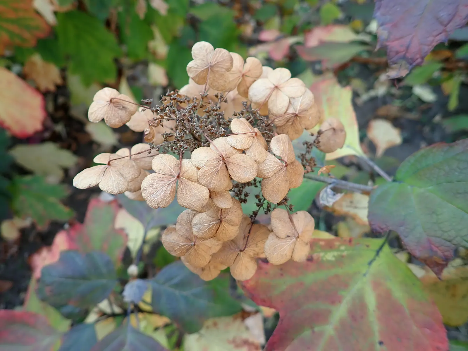 Snow Queen Oak Leaf Hydrangea (Hydrangea Quercifolia 'Snow Queen') — making it a versatile addition to both small and large landscape designs