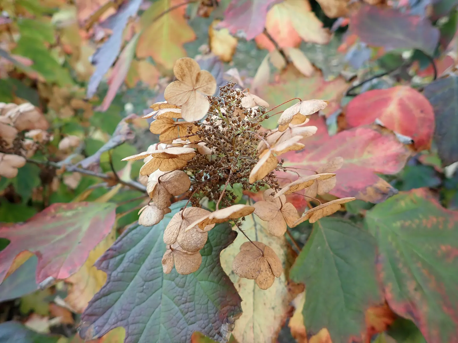 Snow Queen Oak Leaf Hydrangea (Hydrangea Quercifolia 'Snow Queen') — shrub for half