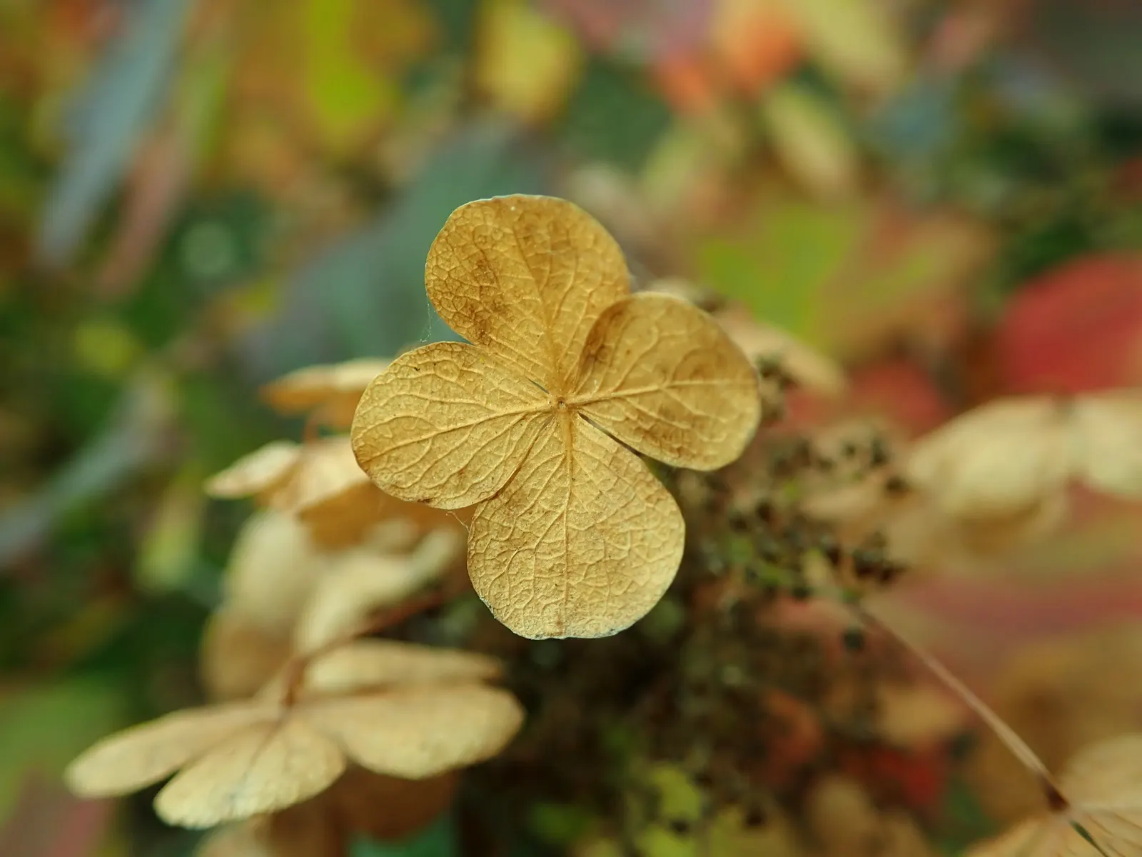 Snow Queen Oak Leaf Hydrangea (Hydrangea Quercifolia 'Snow Queen') — this hardy hydrangea provides a robust, image 25