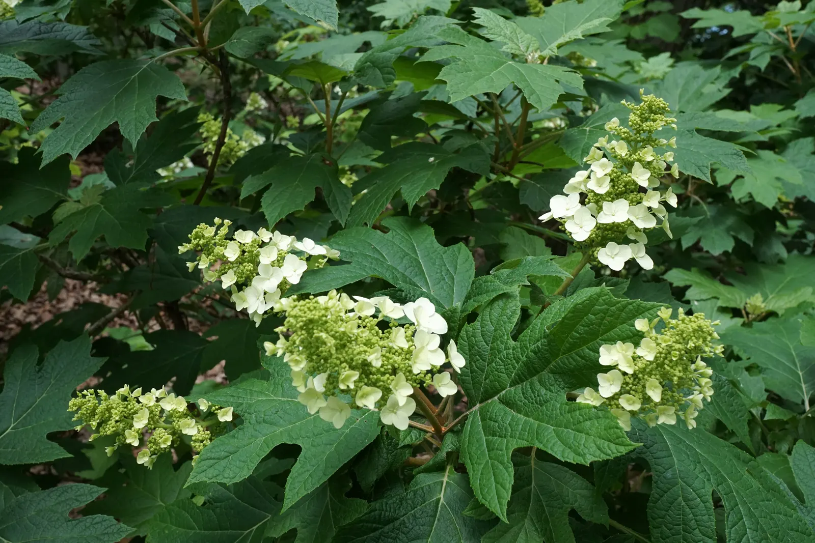 Snow Queen Oak Leaf Hydrangea (Hydrangea Quercifolia 'Snow Queen') — with a spread of 6 to 8 feet